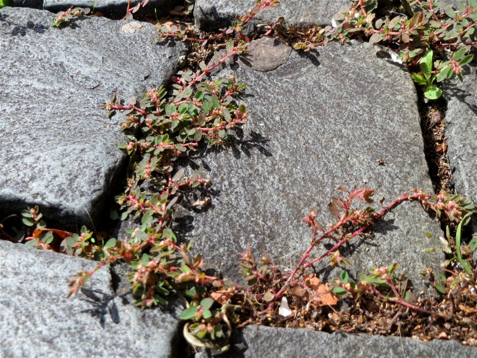 Ritzenbotanik: Gefleckte Wolfsmilch (Euphorbia maculata) auf Pflasterstein in Saarbrücken - eingeschleppt aus Nordamerika