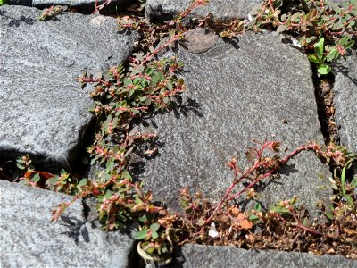 Ritzenbotanik: Gefleckte Wolfsmilch (Euphorbia maculata) auf Pflasterstein in Saarbrücken - eingeschleppt aus Nordamerika
