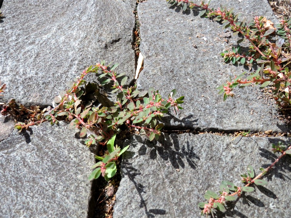 Ritzenbotanik: Gefleckte Wolfsmilch (Euphorbia maculata) auf Pflasterstein in Saarbrücken - eingeschleppt aus Nordamerika