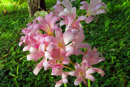 Lilies flowers pink photo