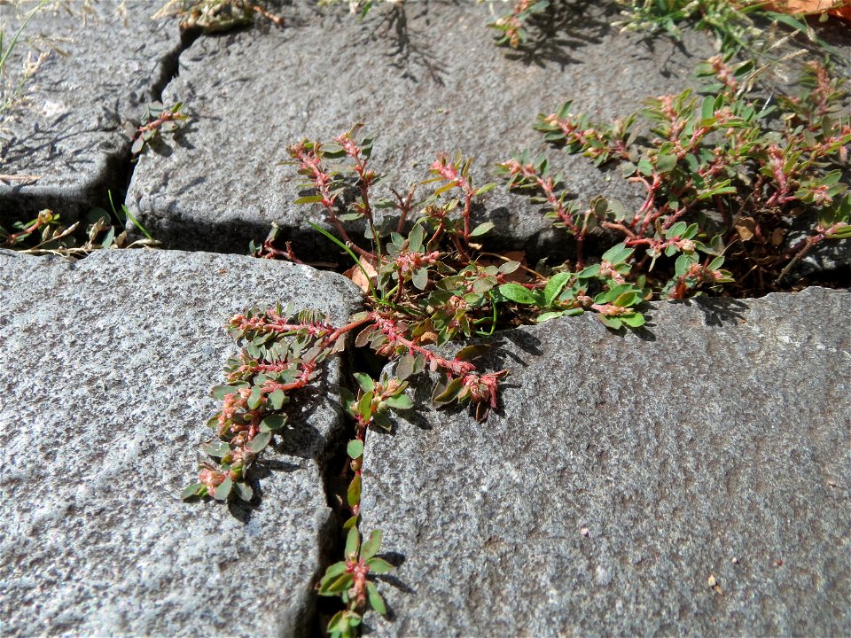 Ritzenbotanik: Gefleckte Wolfsmilch (Euphorbia maculata) auf Pflasterstein in Saarbrücken - eingeschleppt aus Nordamerika