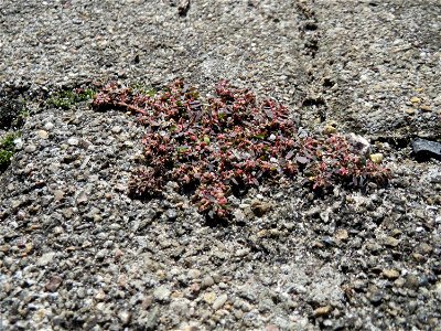 Ritzenbotanik: Gefleckte Wolfsmilch (Euphorbia maculata) auf Pflasterstein am Bahnhof Hockenheim - eingeschleppt aus Nordamerika