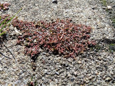 Ritzenbotanik: Gefleckte Wolfsmilch (Euphorbia maculata) auf Pflasterstein am Bahnhof Hockenheim - eingeschleppt aus Nordamerika