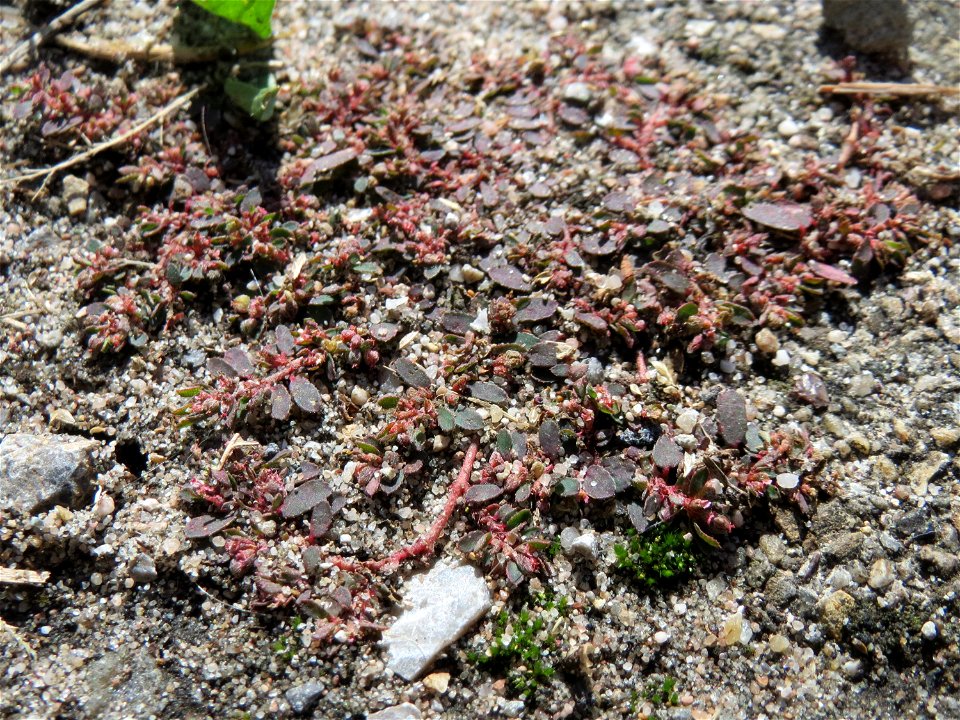Ritzenbotanik: Gefleckte Wolfsmilch (Euphorbia maculata) auf Pflasterstein am Bahnhof Hockenheim - eingeschleppt aus Nordamerika