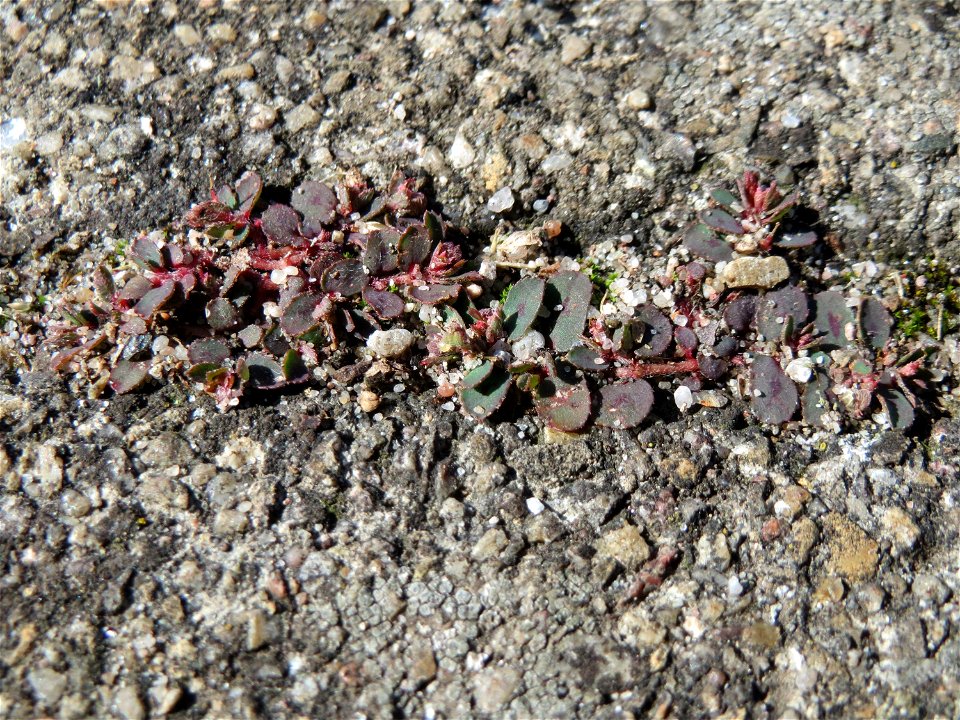 Ritzenbotanik: Gefleckte Wolfsmilch (Euphorbia maculata) auf Pflasterstein am Bahnhof Hockenheim - eingeschleppt aus Nordamerika