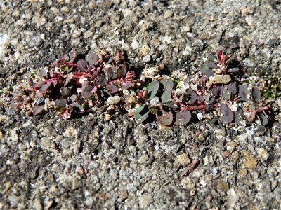 Ritzenbotanik: Gefleckte Wolfsmilch (Euphorbia maculata) auf Pflasterstein am Bahnhof Hockenheim - eingeschleppt aus Nordamerika