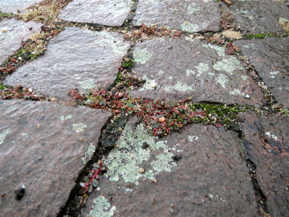 Ritzenbotanik: Gefleckte Wolfsmilch (Euphorbia maculata) auf Pflasterstein in Schwetzingen - eingeschleppt aus Nordamerika