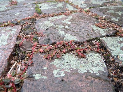 Ritzenbotanik: Gefleckte Wolfsmilch (Euphorbia maculata) auf Pflasterstein in Schwetzingen - eingeschleppt aus Nordamerika