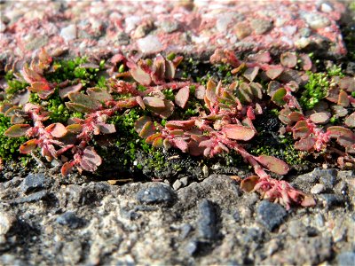 Ritzenbotanik: Gefleckte Wolfsmilch (Euphorbia maculata) auf Pflasterstein in Hockenheim - eingeschleppt aus Nordamerika