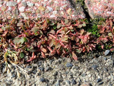 Ritzenbotanik: Gefleckte Wolfsmilch (Euphorbia maculata) auf Pflasterstein in Hockenheim - eingeschleppt aus Nordamerika