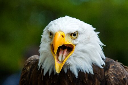 Eagle bald perched photo