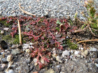 Gefleckte Wolfsmilch (Euphorbia maculata) in Hockenheim - eingeschleppt aus Nordamerika