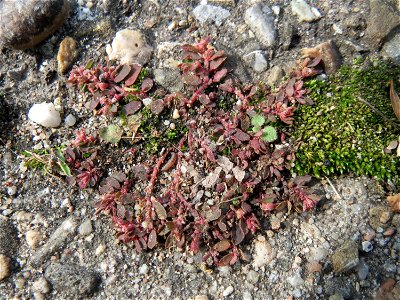 Gefleckte Wolfsmilch (Euphorbia maculata) in Hockenheim - eingeschleppt aus Nordamerika