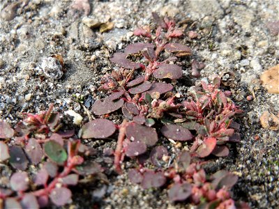 Gefleckte Wolfsmilch (Euphorbia maculata) in Hockenheim - eingeschleppt aus Nordamerika