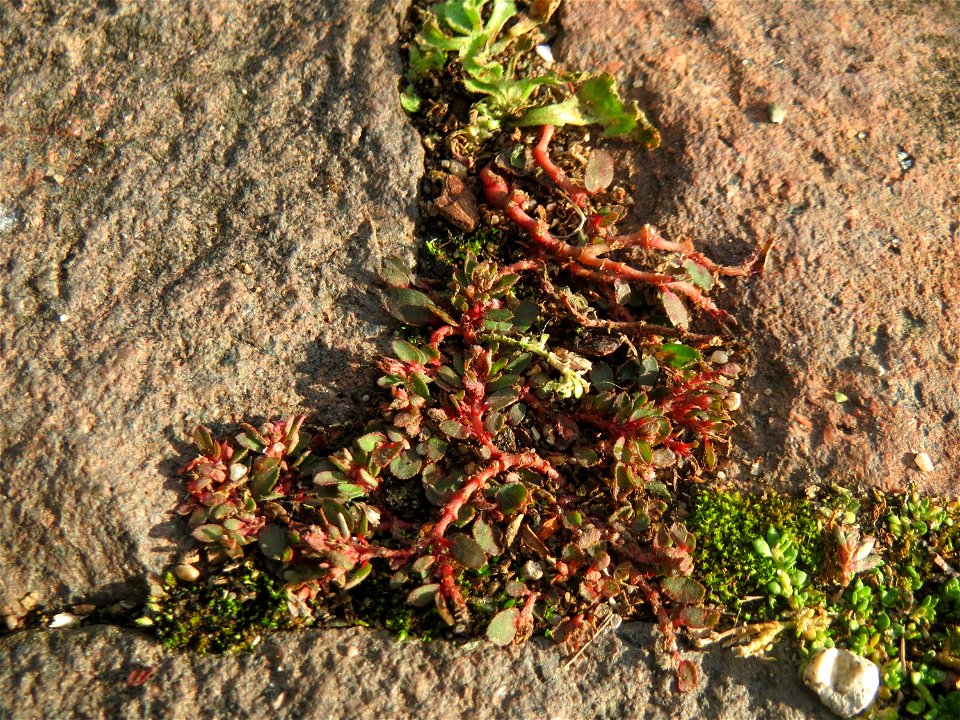 Ritzenbotanik: Gefleckte Wolfsmilch (Euphorbia maculata) auf Pflasterstein in Schwetzingen - eingeschleppt aus Nordamerika