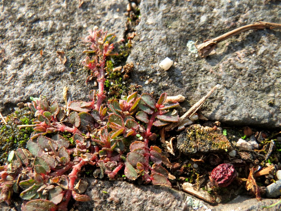 Ritzenbotanik: Gefleckte Wolfsmilch (Euphorbia maculata) auf Pflasterstein in Schwetzingen - eingeschleppt aus Nordamerika