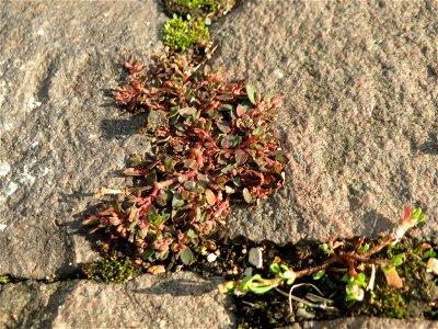 Ritzenbotanik: Gefleckte Wolfsmilch (Euphorbia maculata) auf Pflasterstein in Schwetzingen - eingeschleppt aus Nordamerika