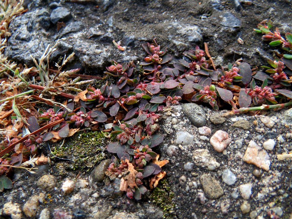 Ritzenbotanik: Gefleckte Wolfsmilch (Euphorbia maculata) auf Pflasterstein in Schwetzingen - eingeschleppt aus Nordamerika