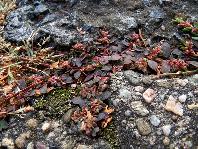 Ritzenbotanik: Gefleckte Wolfsmilch (Euphorbia maculata) auf Pflasterstein in Schwetzingen - eingeschleppt aus Nordamerika