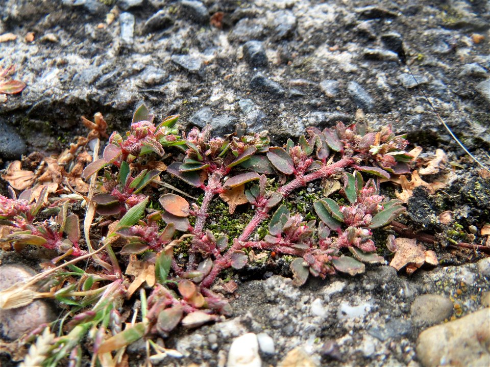 Ritzenbotanik: Gefleckte Wolfsmilch (Euphorbia maculata) auf Pflasterstein in Schwetzingen - eingeschleppt aus Nordamerika