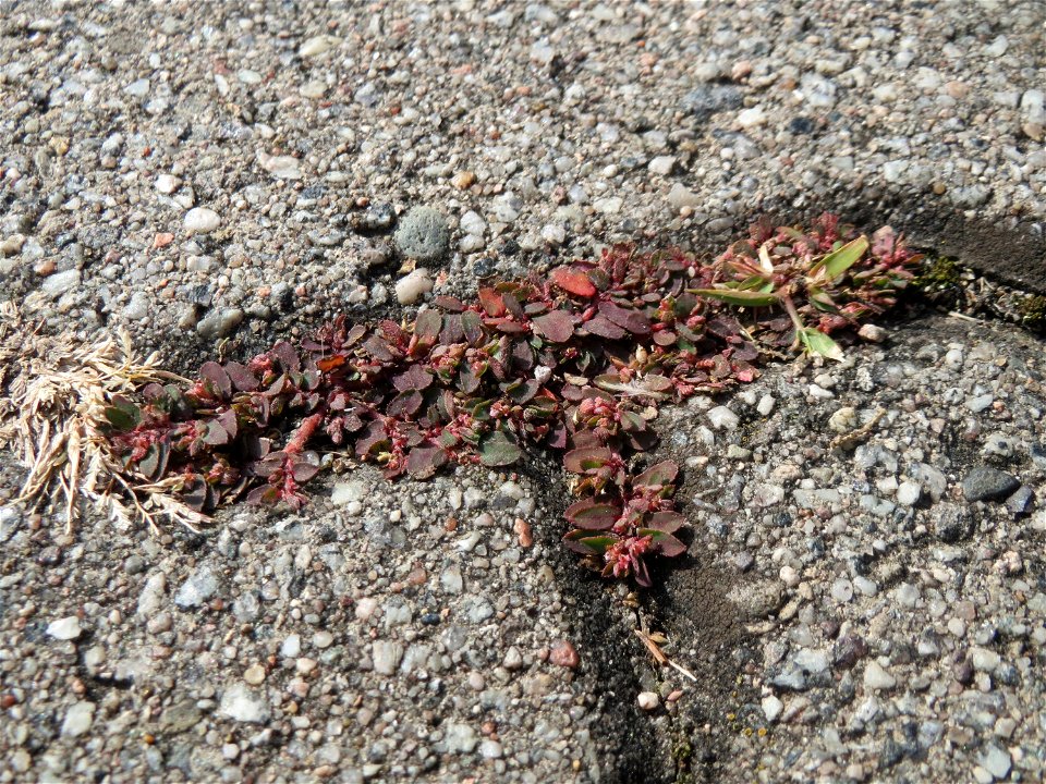Ritzenbotanik: Gefleckte Wolfsmilch (Euphorbia maculata) auf Pflasterstein in der Hardtwaldsiedlung in Oftersheim - eingeschleppt aus Nordamerika - diese Wolfsmilchart kommt überwiegend in Pflasterfug