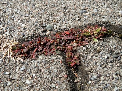 Ritzenbotanik: Gefleckte Wolfsmilch (Euphorbia maculata) auf Pflasterstein in der Hardtwaldsiedlung in Oftersheim - eingeschleppt aus Nordamerika - diese Wolfsmilchart kommt überwiegend in Pflasterfug