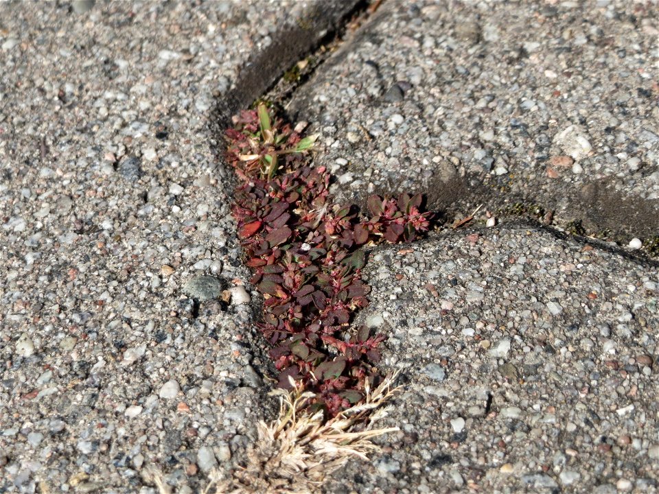 Ritzenbotanik: Gefleckte Wolfsmilch (Euphorbia maculata) auf Pflasterstein in der Hardtwaldsiedlung in Oftersheim - eingeschleppt aus Nordamerika - diese Wolfsmilchart kommt überwiegend in Pflasterfug