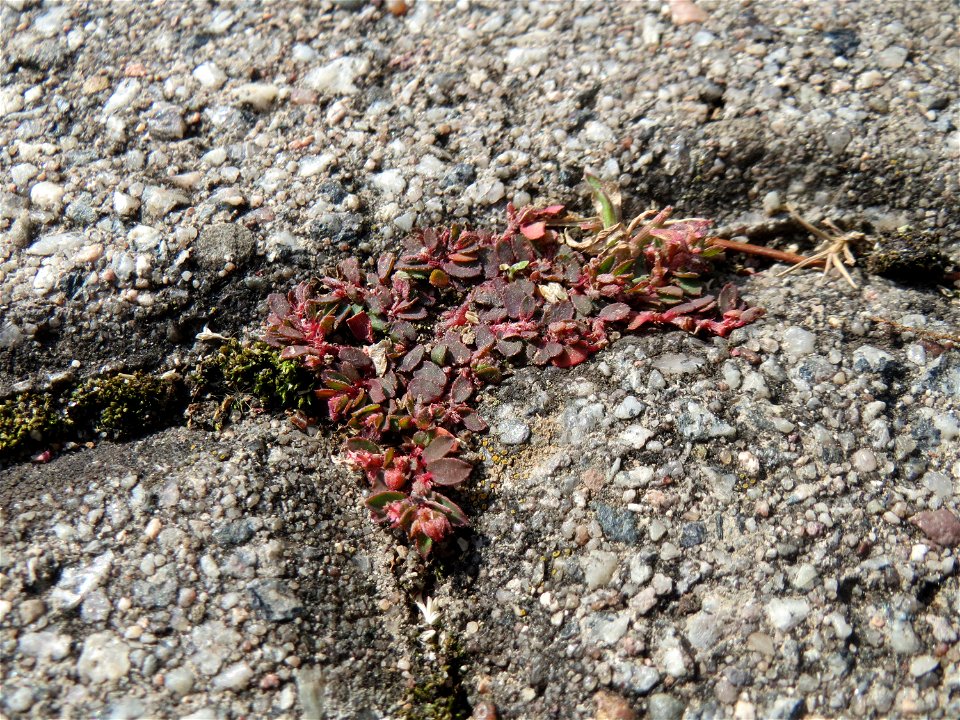 Ritzenbotanik: Gefleckte Wolfsmilch (Euphorbia maculata) auf Pflasterstein in der Hardtwaldsiedlung in Oftersheim - eingeschleppt aus Nordamerika - diese Wolfsmilchart kommt überwiegend in Pflasterfug