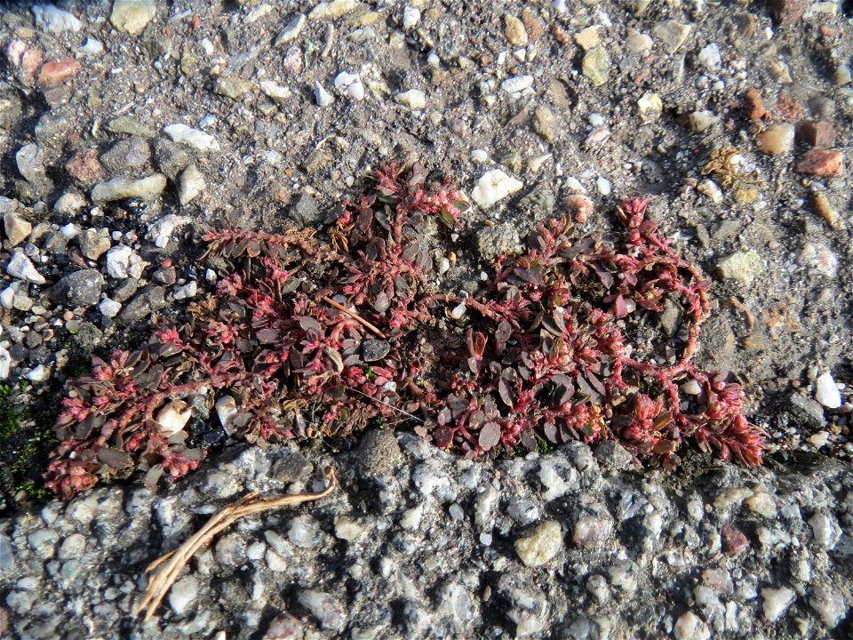 Gefleckte Wolfsmilch (Euphorbia maculata) in Hockenheim - eingeschleppt aus Nordamerika