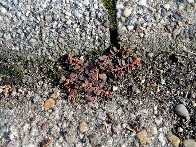 Gefleckte Wolfsmilch (Euphorbia maculata) in Hockenheim - eingeschleppt aus Nordamerika