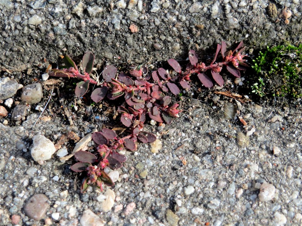 Gefleckte Wolfsmilch (Euphorbia maculata) in Hockenheim - eingeschleppt aus Nordamerika