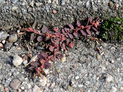 Gefleckte Wolfsmilch (Euphorbia maculata) in Hockenheim - eingeschleppt aus Nordamerika