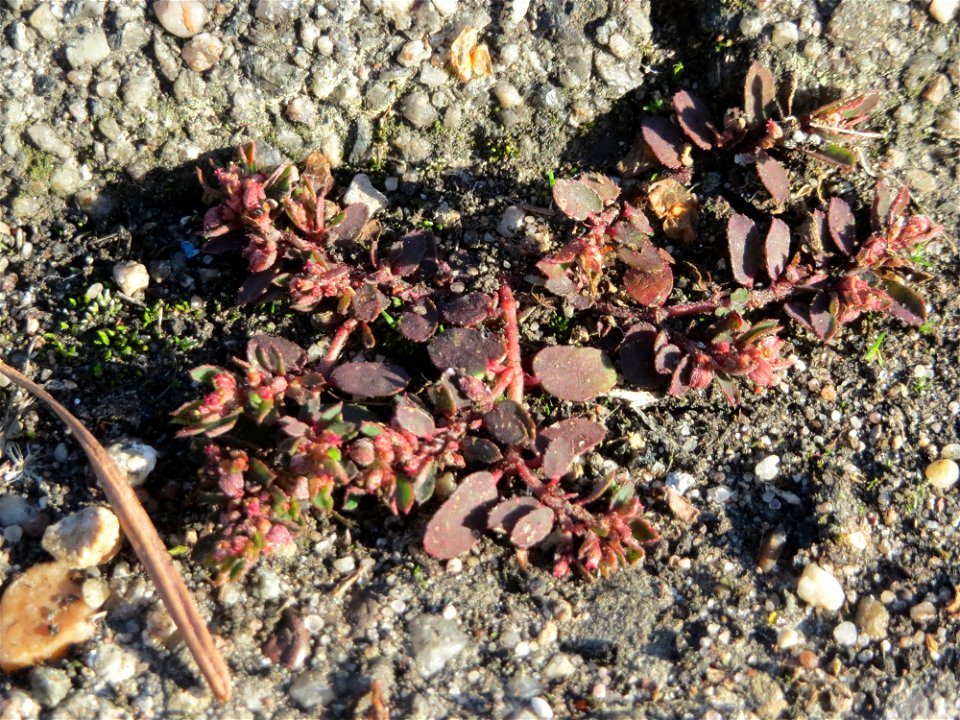 Gefleckte Wolfsmilch (Euphorbia maculata) in Hockenheim - eingeschleppt aus Nordamerika