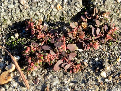 Gefleckte Wolfsmilch (Euphorbia maculata) in Hockenheim - eingeschleppt aus Nordamerika