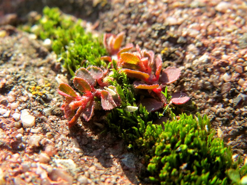 Ritzenbotanik: Gefleckte Wolfsmilch (Euphorbia maculata) auf Pflasterstein in Hockenheim - eingeschleppt aus Nordamerika