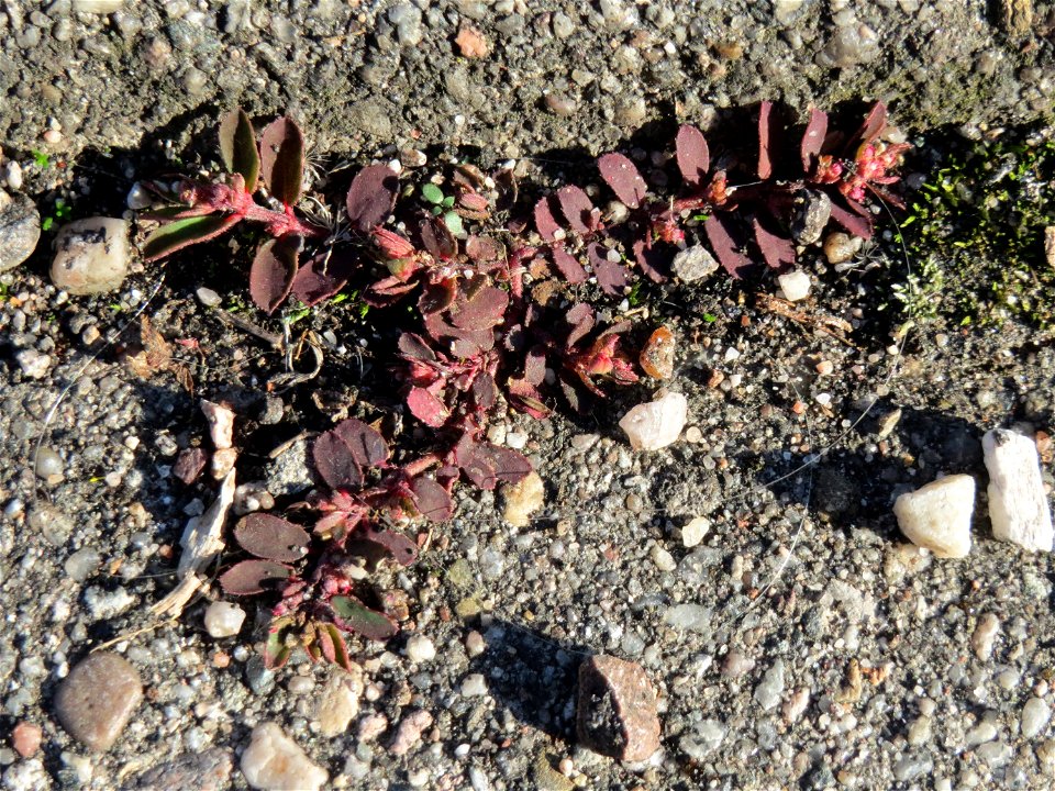 Gefleckte Wolfsmilch (Euphorbia maculata) in Hockenheim - eingeschleppt aus Nordamerika