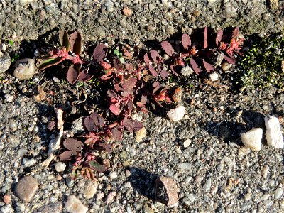 Gefleckte Wolfsmilch (Euphorbia maculata) in Hockenheim - eingeschleppt aus Nordamerika