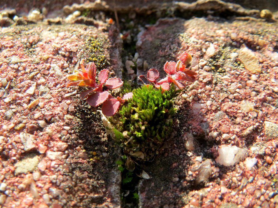 Ritzenbotanik: Gefleckte Wolfsmilch (Euphorbia maculata) auf Pflasterstein in Hockenheim - eingeschleppt aus Nordamerika
