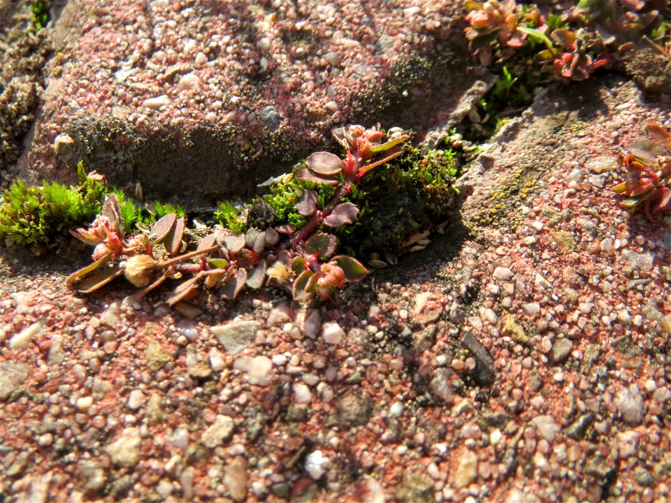 Ritzenbotanik: Gefleckte Wolfsmilch (Euphorbia maculata) auf Pflasterstein in Hockenheim - eingeschleppt aus Nordamerika