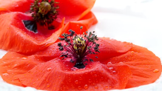 Red beauty essential oils