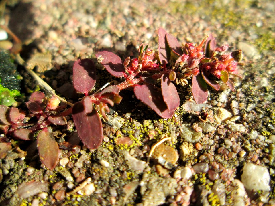 Ritzenbotanik: Gefleckte Wolfsmilch (Euphorbia maculata) auf Pflasterstein in Hockenheim - eingeschleppt aus Nordamerika - kommt hierzulande praktisch nur auf Asphalt und Pflastersteinen in der Stadt 