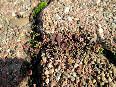 Ritzenbotanik: Gefleckte Wolfsmilch (Euphorbia maculata) auf Pflasterstein in Hockenheim - eingeschleppt aus Nordamerika - kommt hierzulande praktisch nur auf Asphalt und Pflastersteinen in der Stadt 