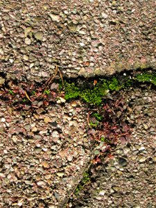 Ritzenbotanik: Gefleckte Wolfsmilch (Euphorbia maculata) auf Pflasterstein in Hockenheim - eingeschleppt aus Nordamerika - kommt hierzulande praktisch nur auf Asphalt und Pflastersteinen in der Stadt 