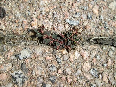 Erste Gefleckte Wolfsmilch (Euphorbia maculata) auf Pflasterstein in Hockenheim - eingeschleppt aus Nordamerika