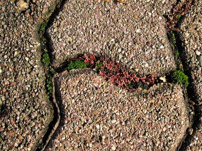 Ritzenbotanik: Gefleckte Wolfsmilch (Euphorbia maculata) auf Pflasterstein in Hockenheim - eingeschleppt aus Nordamerika - kommt hierzulande praktisch nur auf Asphalt und Pflastersteinen in der Stadt 