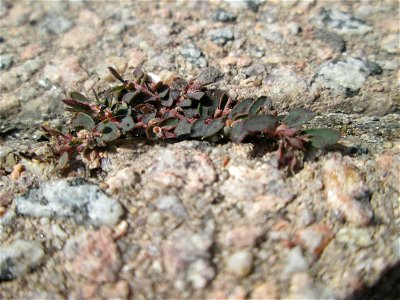 Erste Gefleckte Wolfsmilch (Euphorbia maculata) auf Pflasterstein in Hockenheim - eingeschleppt aus Nordamerika