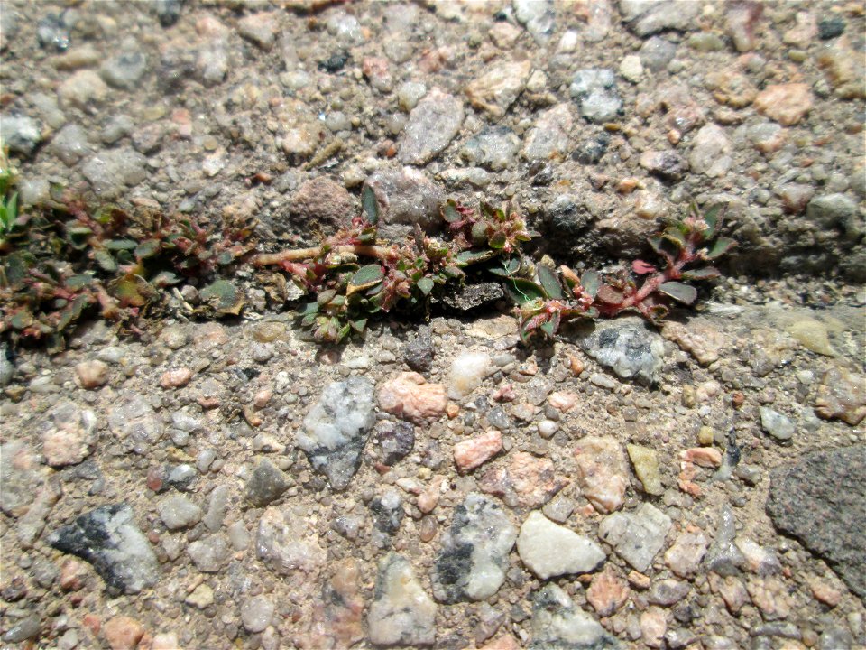 Erste Gefleckte Wolfsmilch (Euphorbia maculata) auf Pflasterstein in Hockenheim - eingeschleppt aus Nordamerika