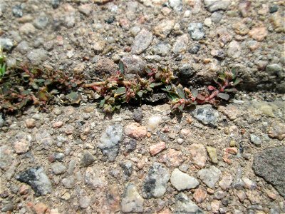 Erste Gefleckte Wolfsmilch (Euphorbia maculata) auf Pflasterstein in Hockenheim - eingeschleppt aus Nordamerika