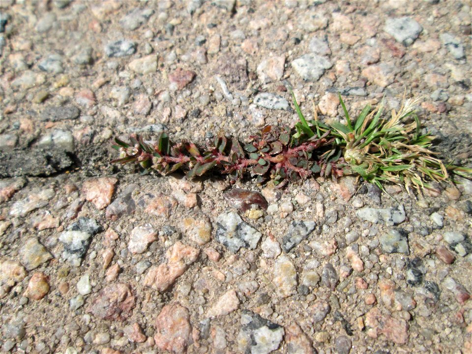 Erste Gefleckte Wolfsmilch (Euphorbia maculata) auf Pflasterstein in Hockenheim - eingeschleppt aus Nordamerika