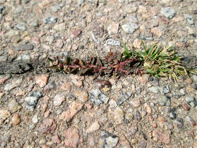 Erste Gefleckte Wolfsmilch (Euphorbia maculata) auf Pflasterstein in Hockenheim - eingeschleppt aus Nordamerika